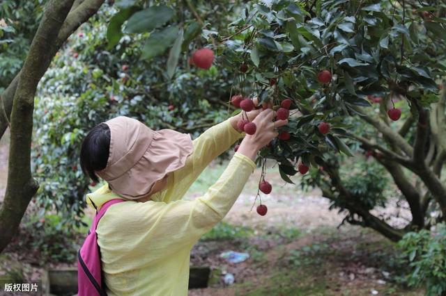 苹果病虫害防治方法,苹果的病虫害防治的参考文献