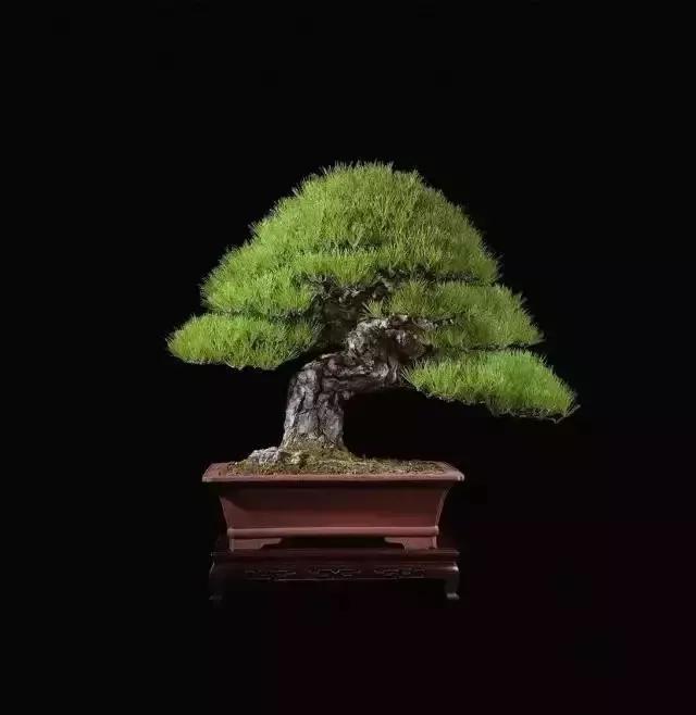 名贵植物排名前十名,十大天价的花卉