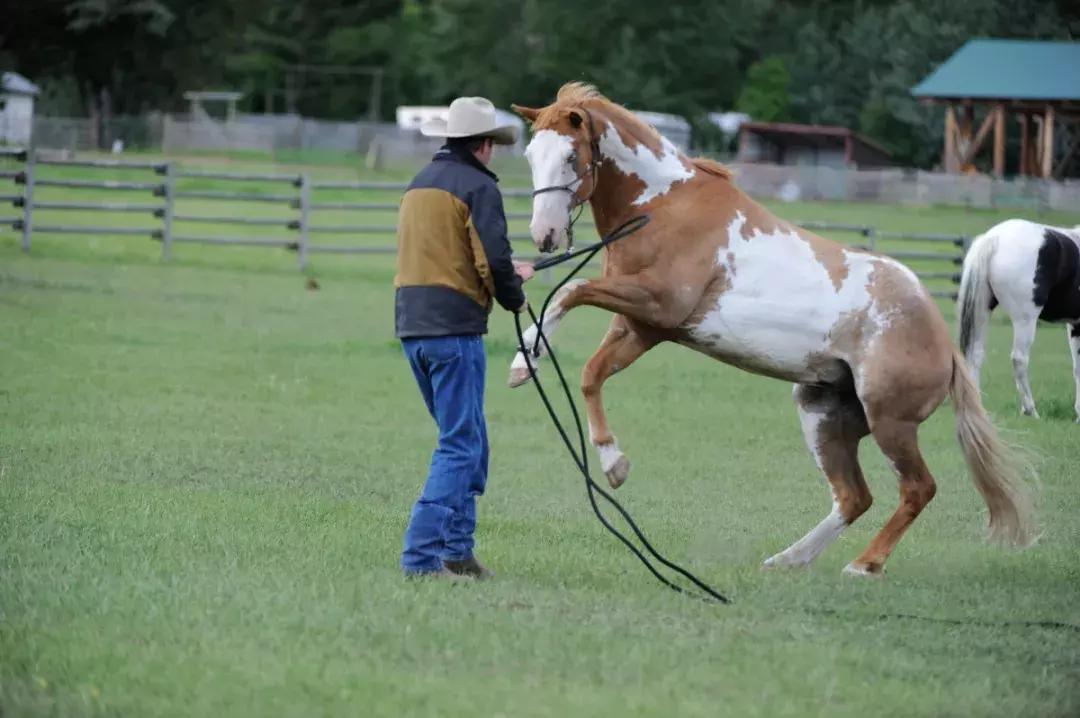 三分钟一字马教程,两小时驯马的全过程