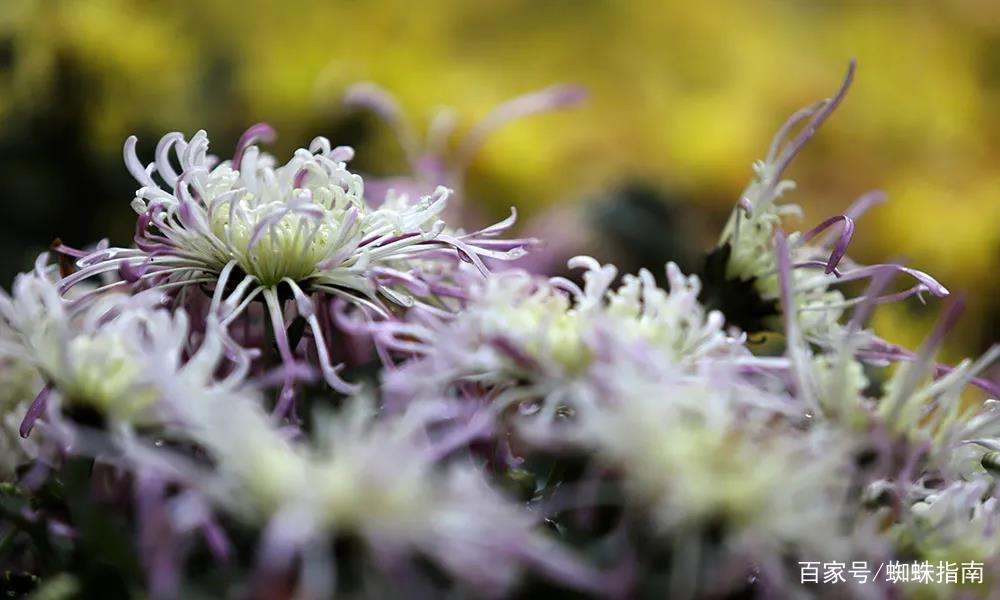 重阳节赏菊正当时，推荐国内这9个地方的赏菊好去处，沉浸式赏花