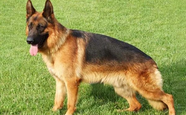 成年德牧怎么训练坐和卧,如何训练德牧卧下