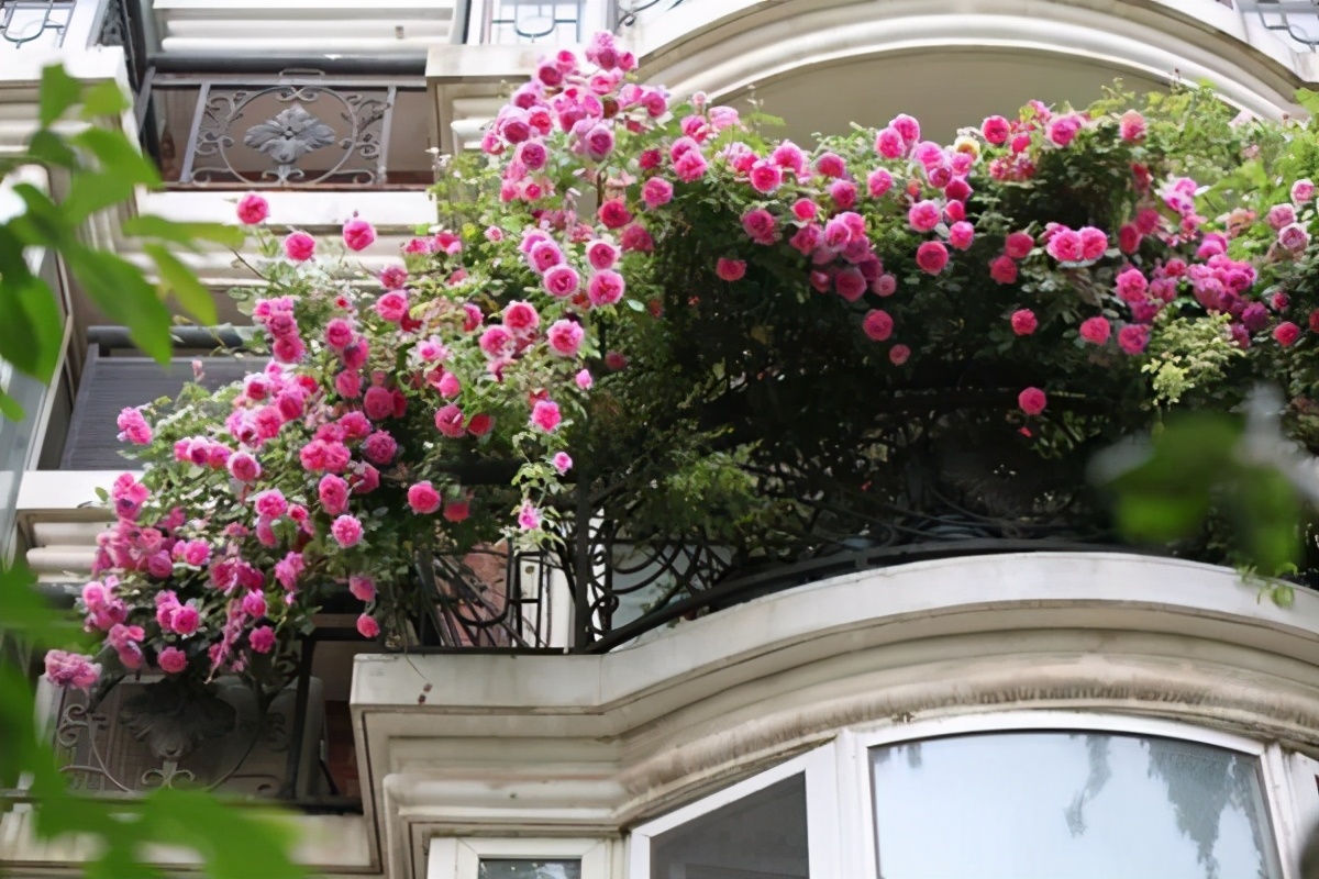 封闭阳台养哪些藤本月季,可以牵引做拱门的月季有哪些品种