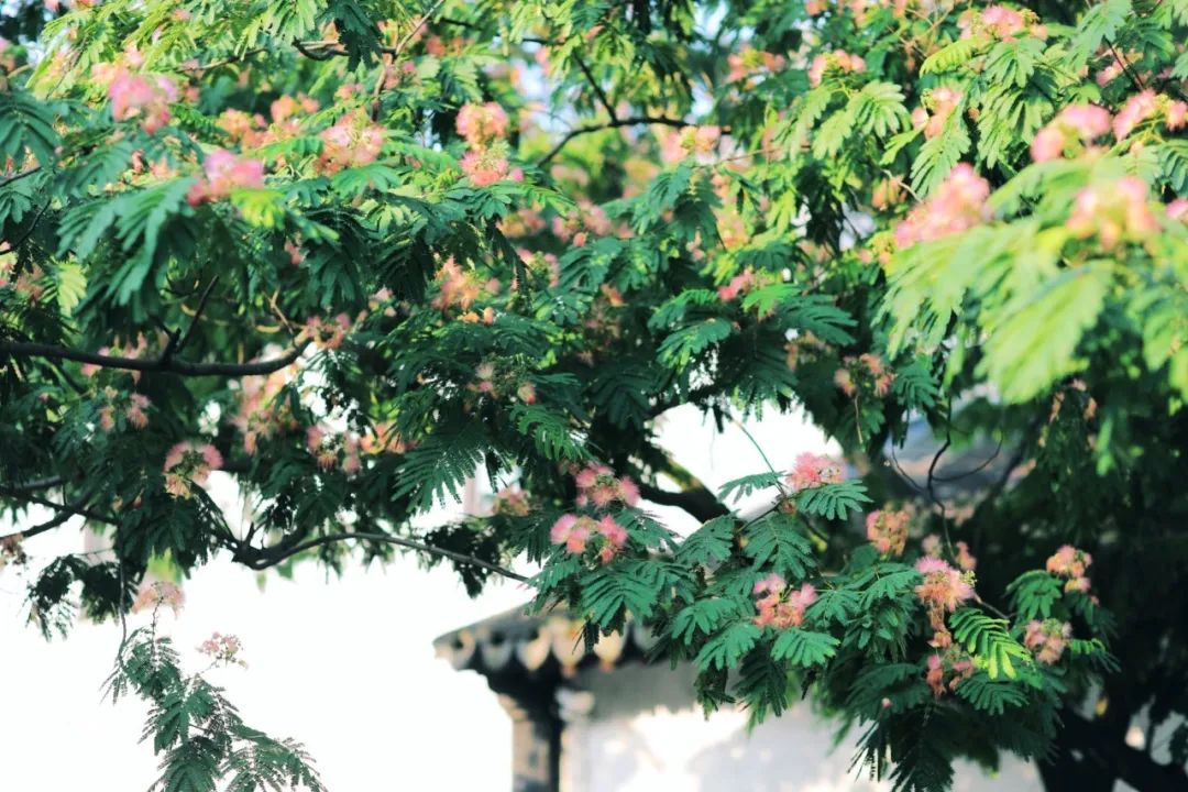 娌欏娴滈鏅尯鑺辨捣,娌欏娴滅殑绱壊鑺辨捣