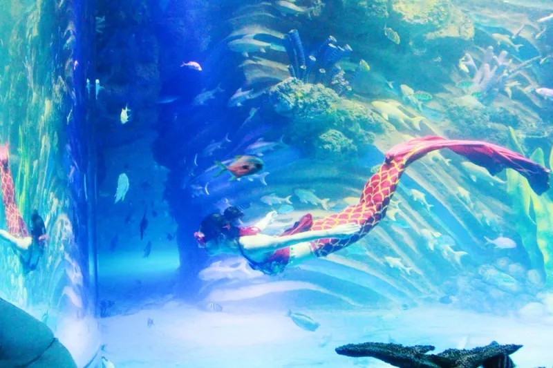 西安幻太奇海洋馆门票价格是多少,西安太奥幻太奇海洋馆营业到几点