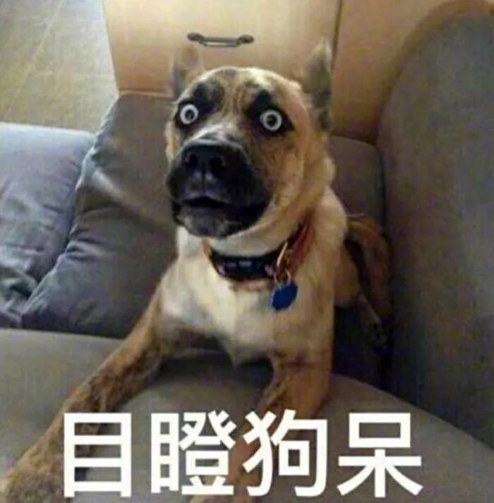 为什么狗市买的狗活不过一星期,为什么狗市买的狗说活不过三个月