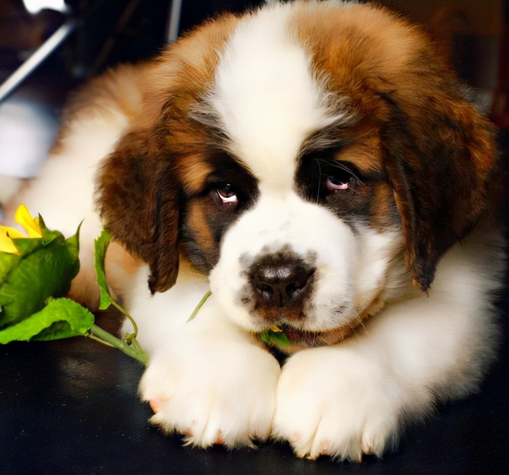 狗界中有哪些狗狗之最,狗界最富有的狗子