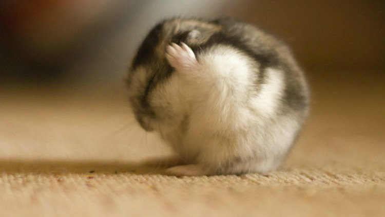 养宠小知识夏天如何健康养宠,养宠小知识大全简短