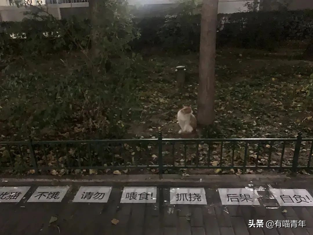 北大猫咪图鉴,中国人民大学猫咪图鉴