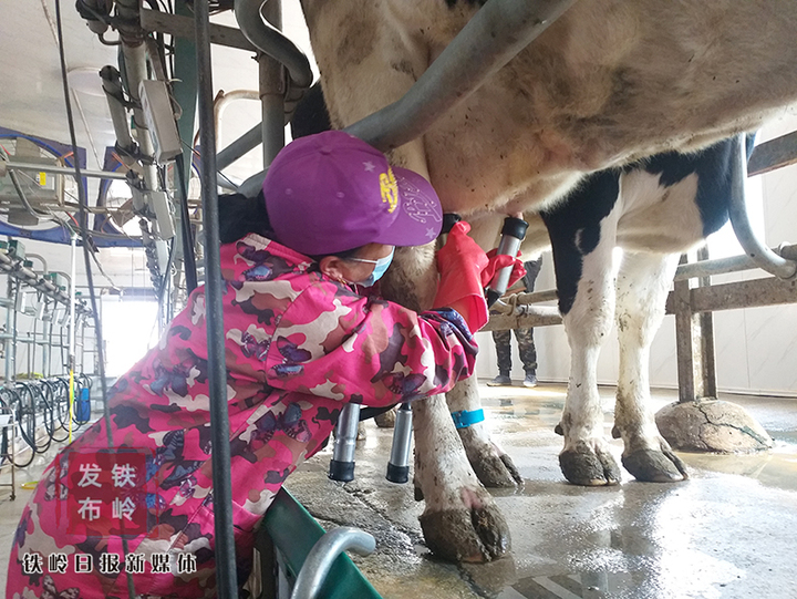 双井子村企为伊利公司提供奶源