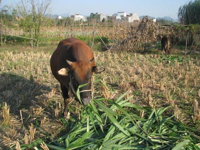 哪些野草喂草鱼长得快,啥子草喂草鱼长得快