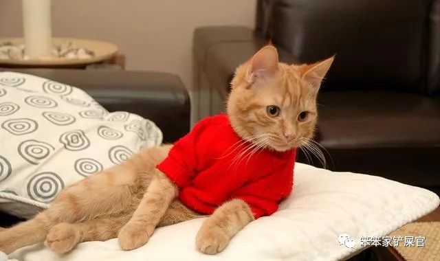 猫咪乱拉乱尿的解决方法,猫咪乱拉屎打了也不改怎么办