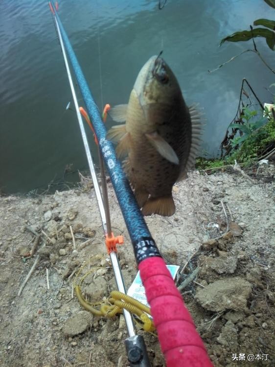 鏅編娓斿叿,鏅編楸艰偉