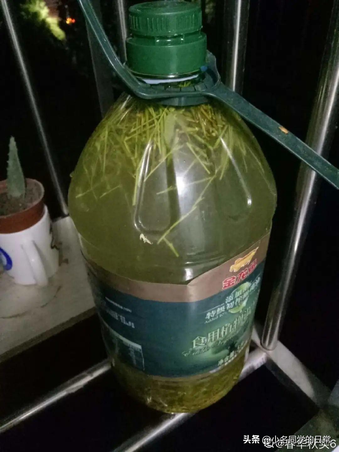 水里加点碳，根系壮得撑破盆，长出满盆萝卜根