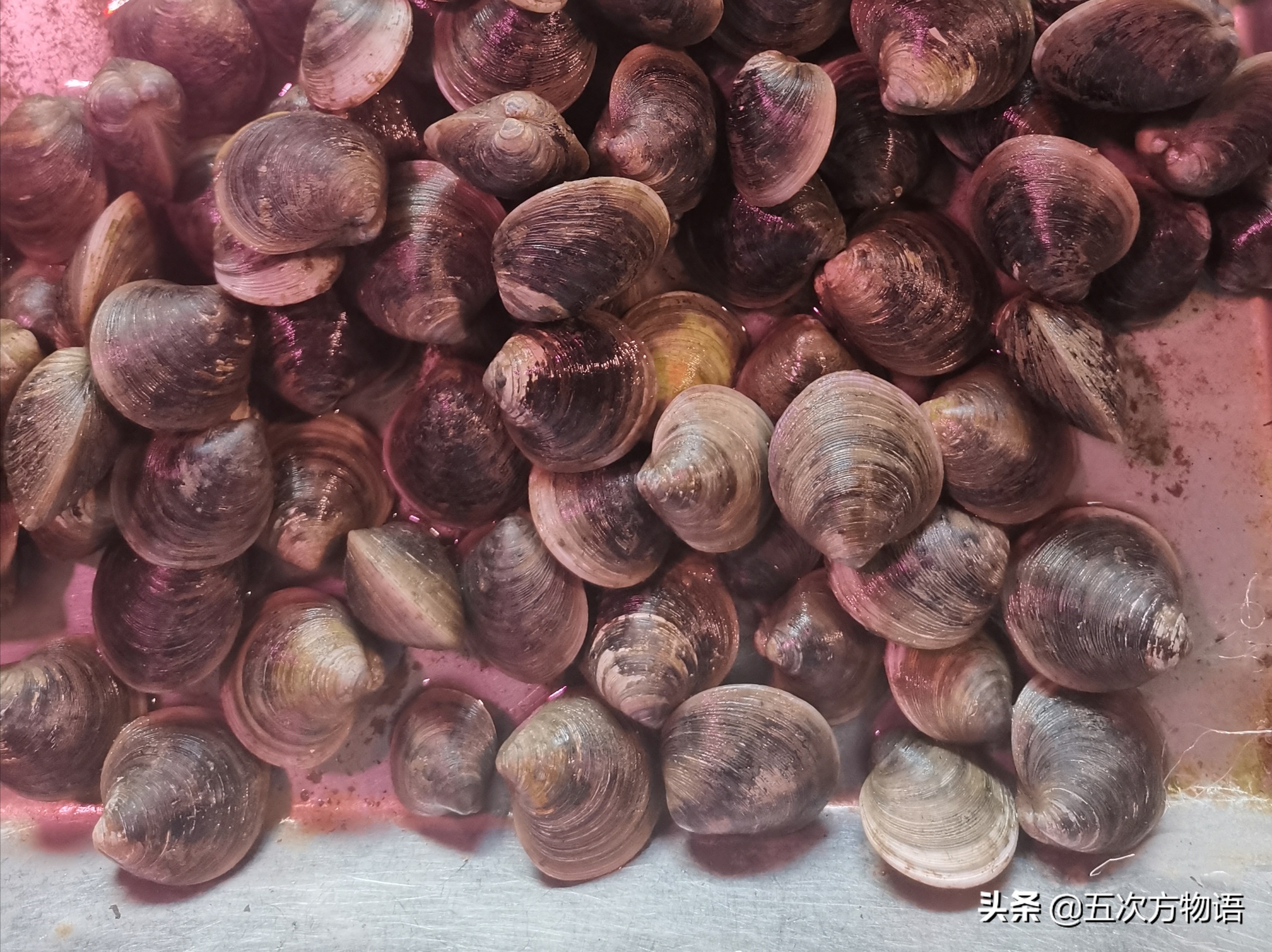 好吃的贝类品种大全,青岛贝类海鲜有哪些品种