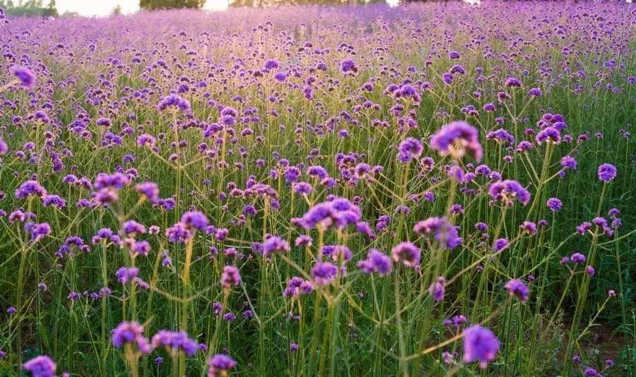 承包你的最美夏天！快来双流这个小普罗旺斯打卡