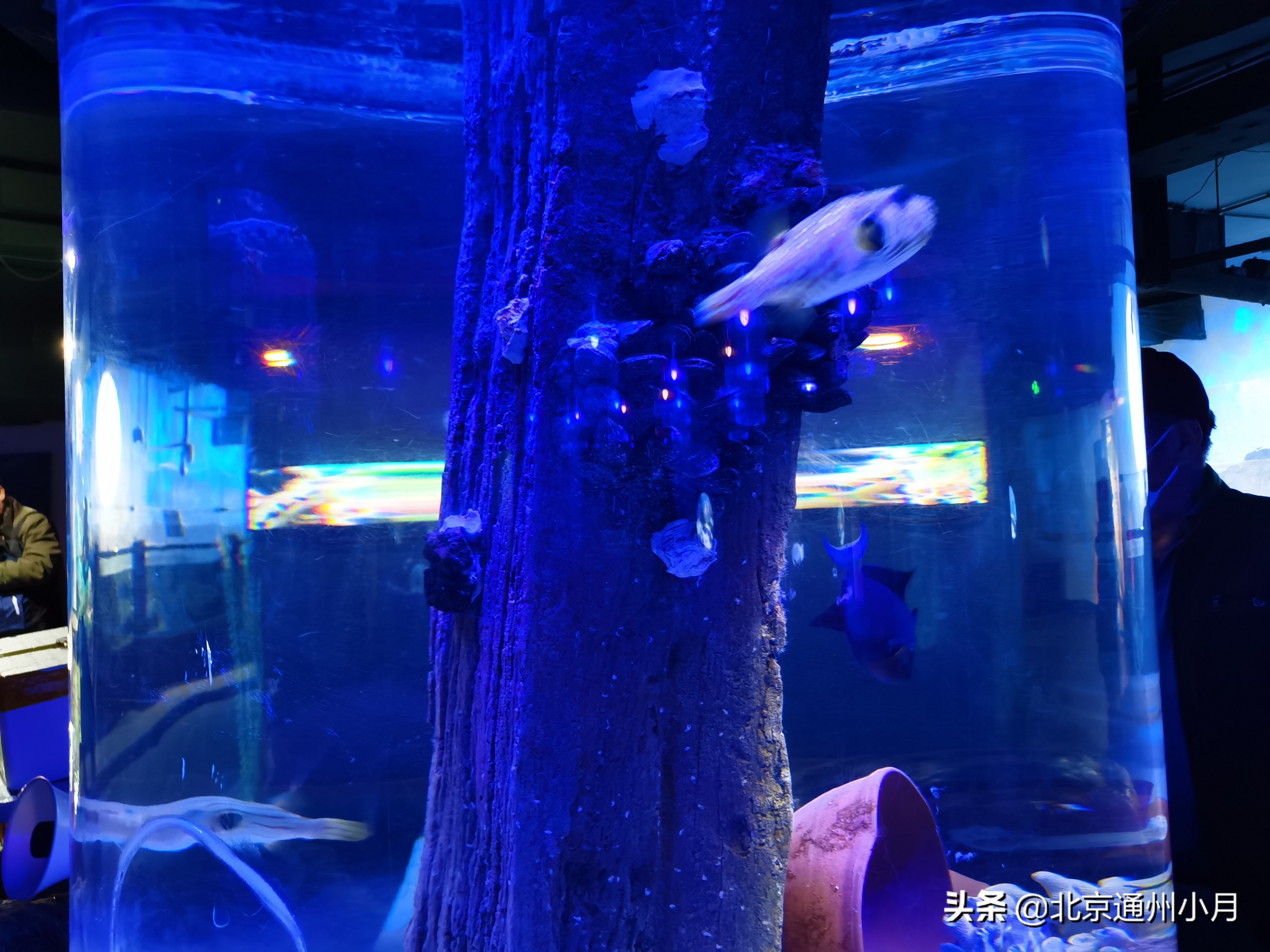 值得去看的海底世界,北京市海底世界门票多少钱