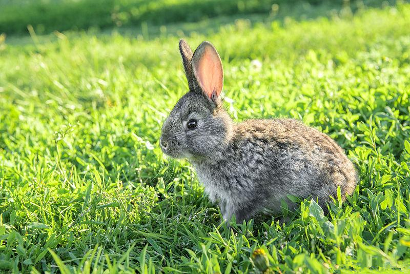 种兔养兔技术,养兔的实用技巧只养一只兔子