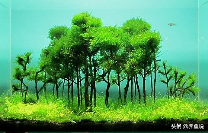 鱼缸清除藻类和绿苔养什么,如何让鱼缸长青苔不长褐藻