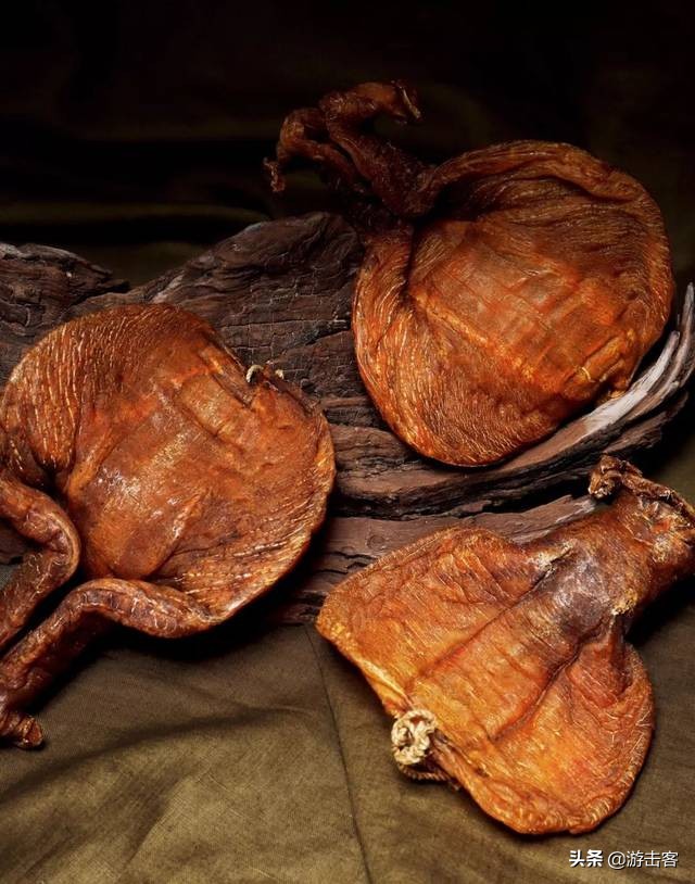 养殖的鱼胶有营养吗,野生鱼胶与养殖鱼胶的区别