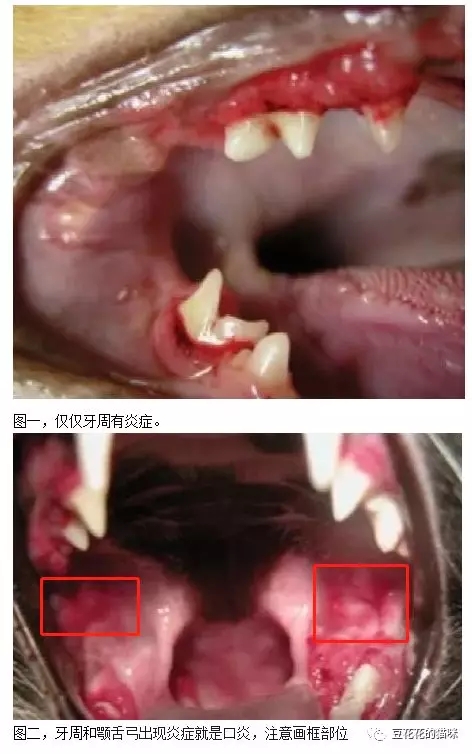 猫咪口炎到处流口水治不好,猫猫口炎流口水
