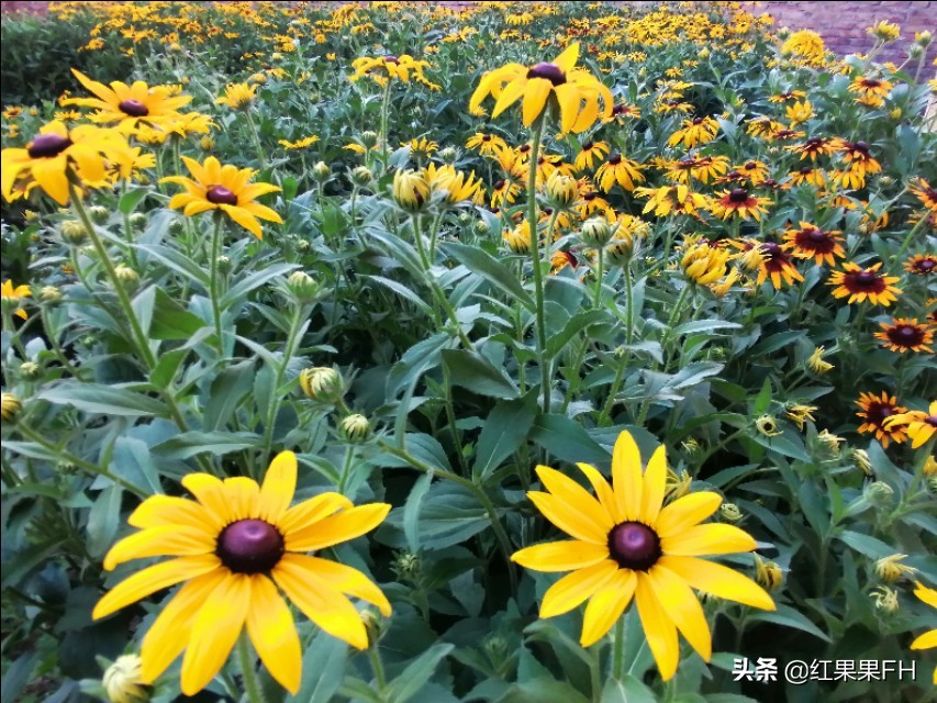 黑心金光菊和全缘金光菊的区别,黑心金光菊的观赏特性和园林用途