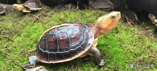 新手养水龟最好养什么龟,新手养半水龟哪个品种好