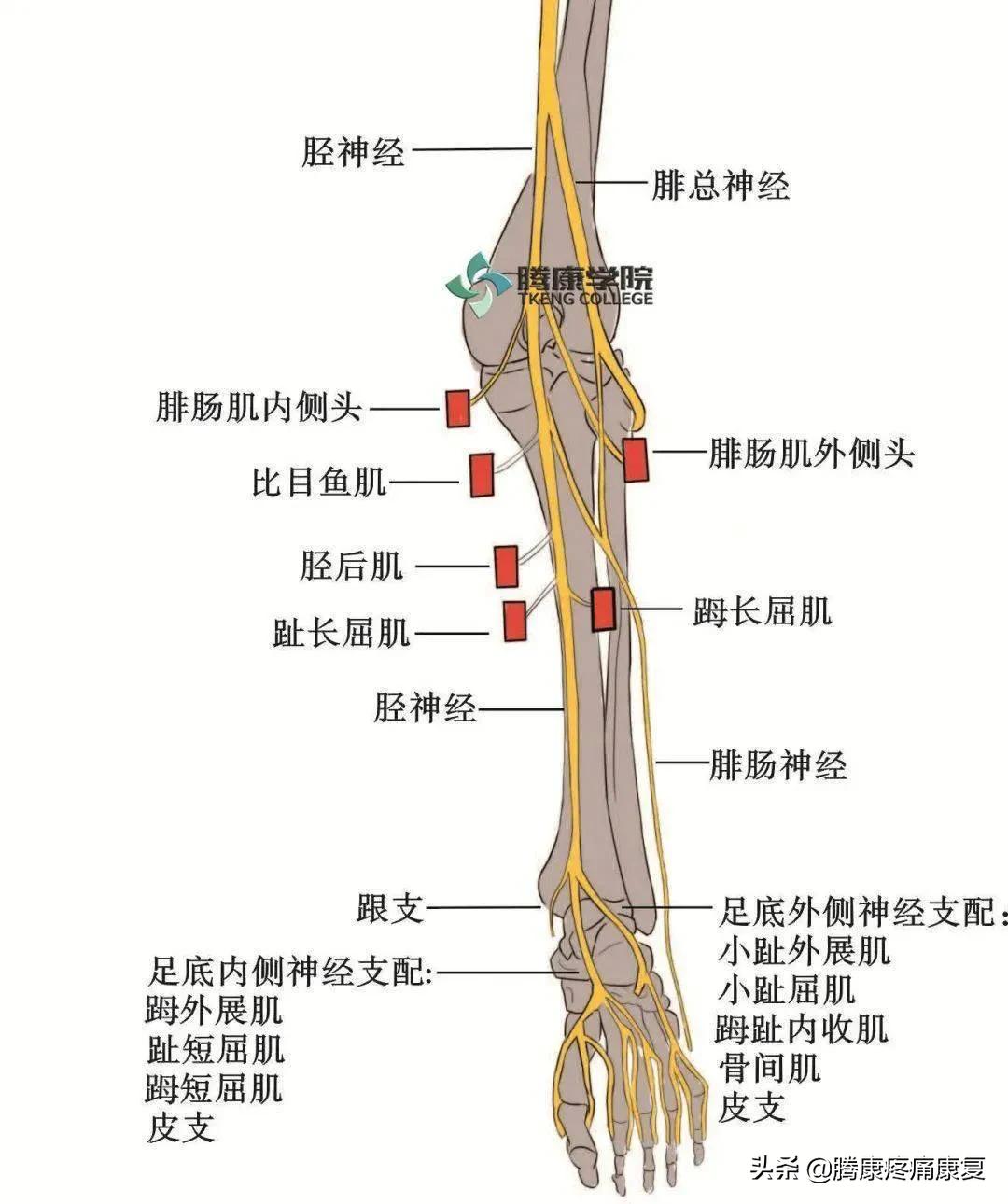 老人小腿疼痛是什么原因,小腿疼痛是什么原因引起的