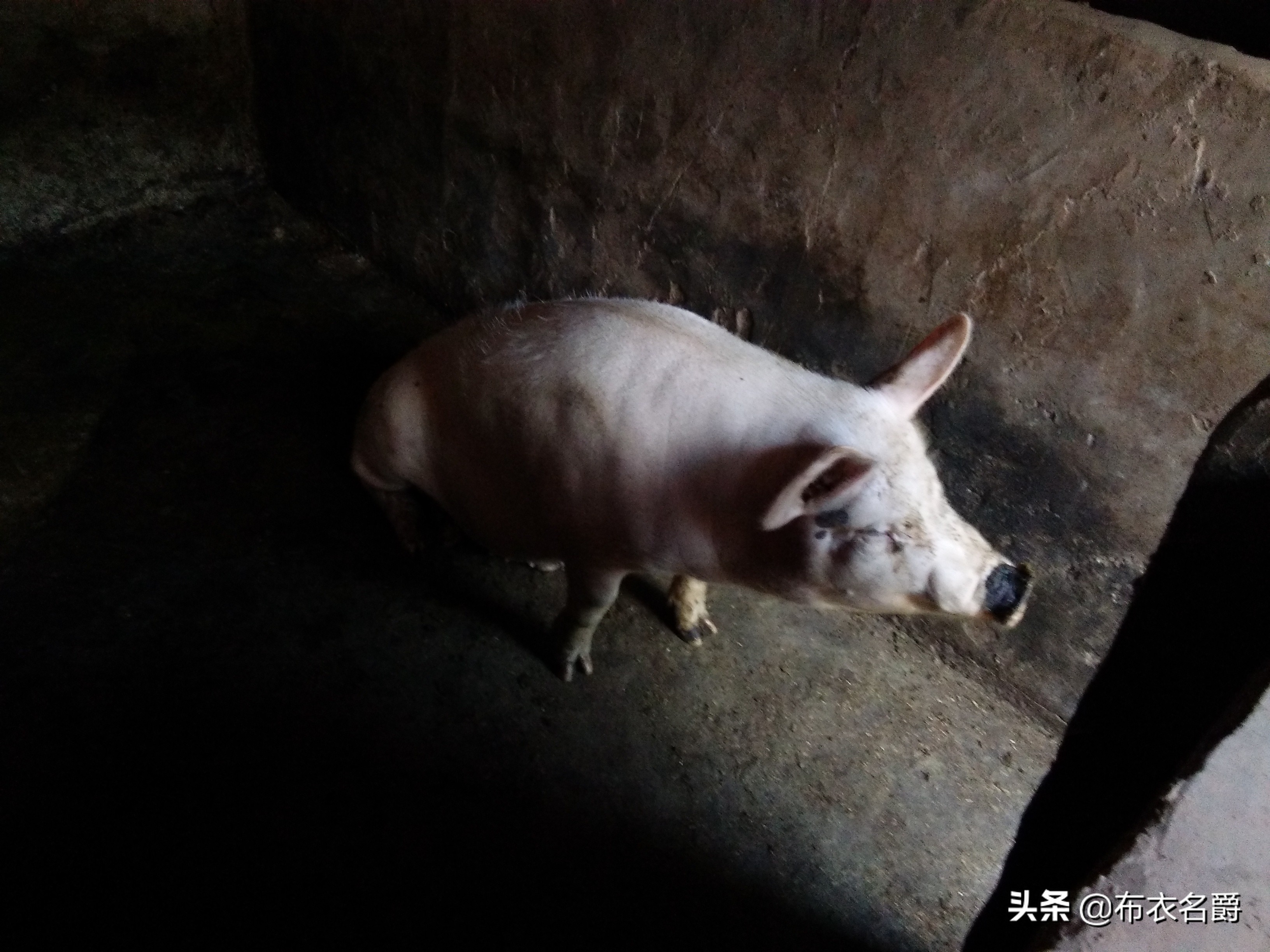 兽医宝典:能繁母猪产科疾病防治实践经验推广