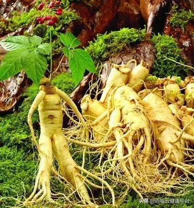 每周一药人参的功效,每天认识一味药人参