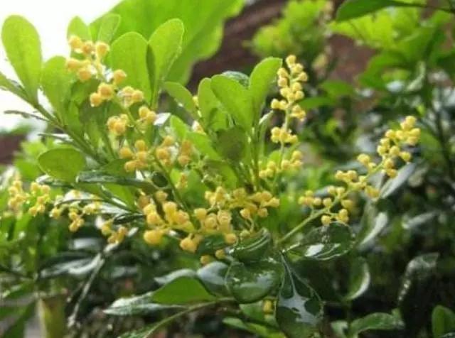 养了好几年的米兰怎么倒盆,刚买的米兰土太硬了怎么办