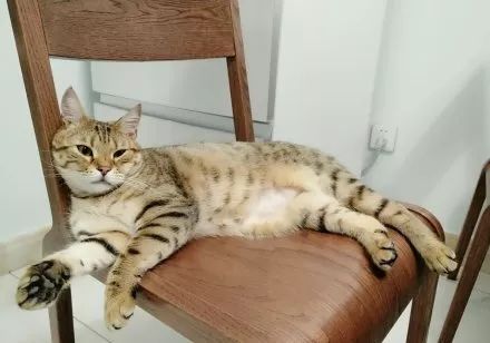 “乱买东西，猫骂了我三天！”