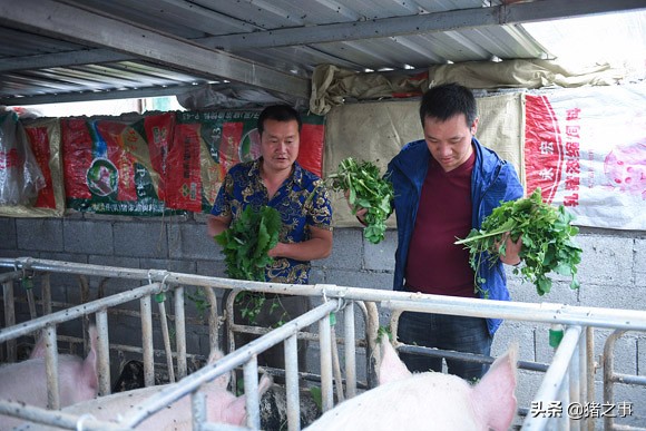 养猪拉干便要用什么药才能正常,养猪粗饲料怎么处理