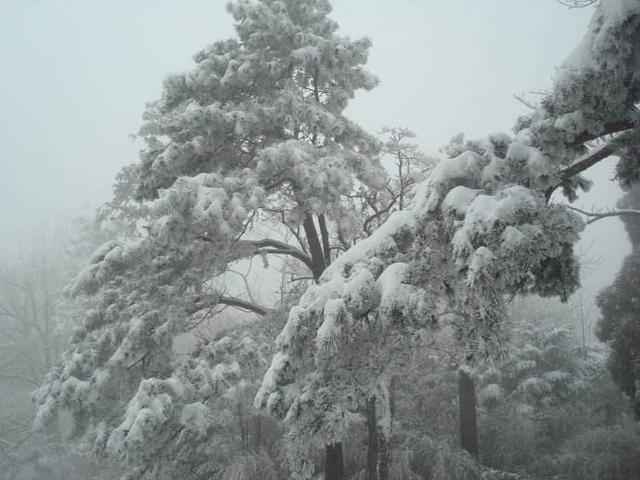 “岁寒三友”之松:大雪压青松,青松挺且直