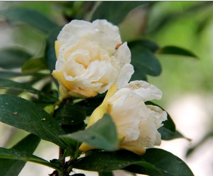 盆栽石榴树什么品种是甜的,石榴树带果实能用水培繁殖