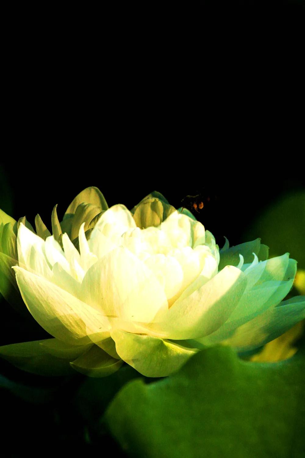 津门网金熙男：梦幻荷韵