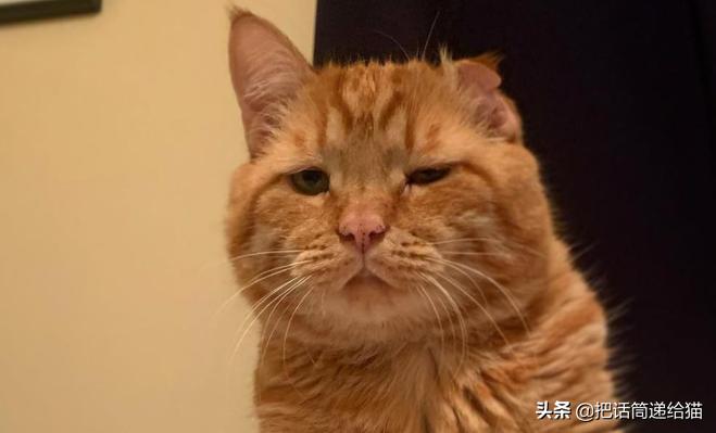 被弃养的猫还要打疫苗吗,弃养了一只猫