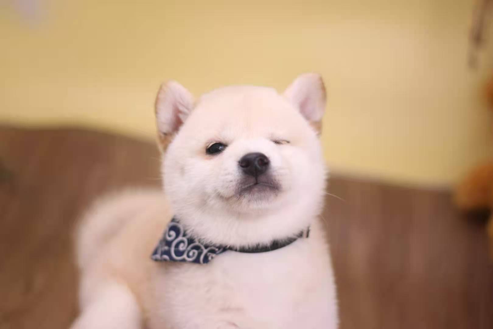 花鸟市场买到柴犬吗,南昌千花伴花鸟市场柴犬