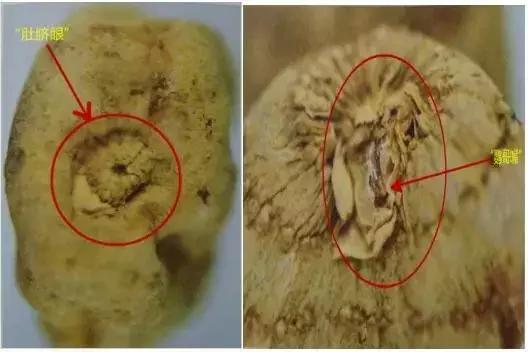 天麻的鉴别特征和功效,天麻的道地药材