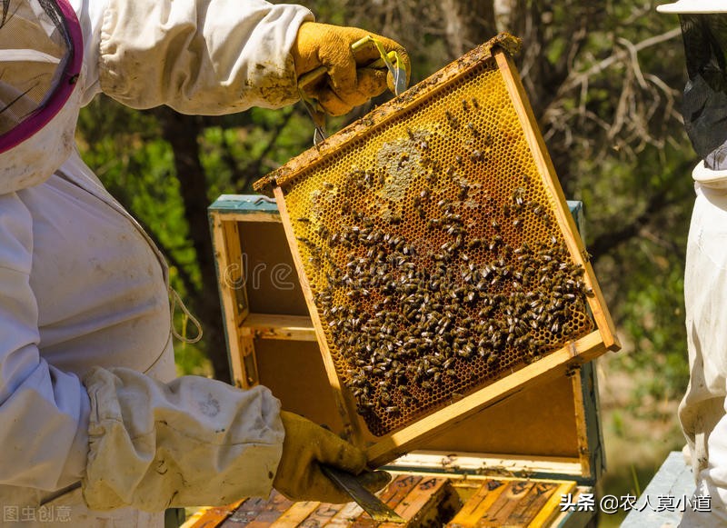 路边卖蜂蜜的农民真的假的,路边养蜂人买假蜂蜜么