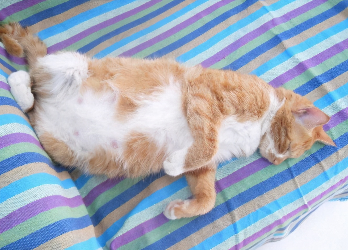 关于猫咪的“性知识”，别害羞，对它有益！