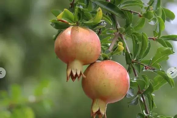 糖尿病能吃石榴吗有什么功效,糖尿病的人可以吃石榴吗