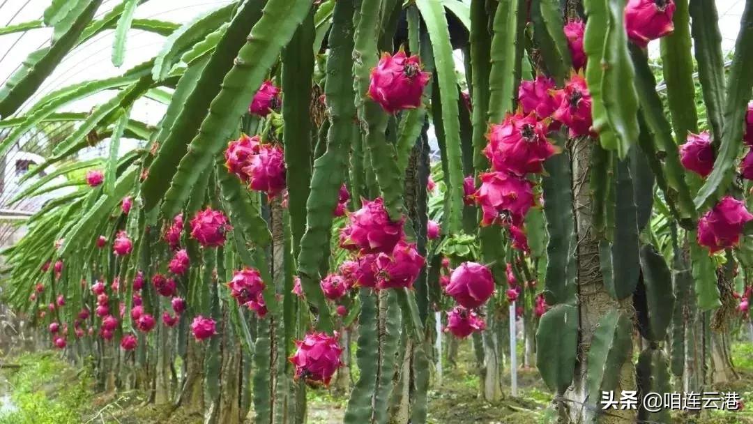 连云港现在采摘园有什么可以摘,连云港11月份采摘