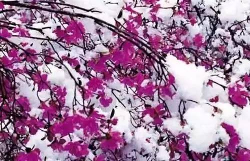 全国56个城市的市花,全国56个城市市花一览