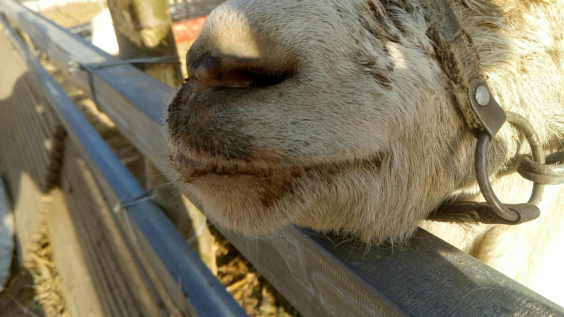 「答疑解惑」原创|羊嘴里有白沫,看不清路,怎么回事儿?