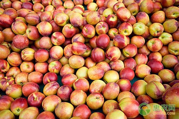 2023年油桃价格今日行情,砀山油桃最新价格