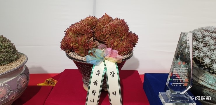 多肉欣赏韩国多肉,多肉欣赏秀妍