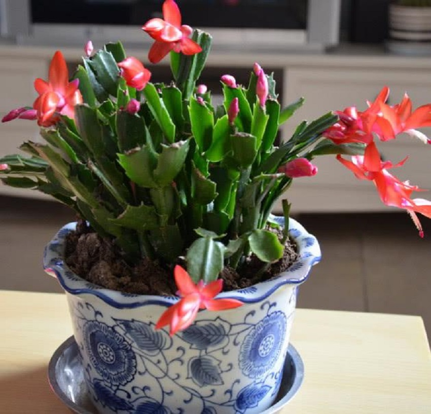 蟹爪兰现在开花了怎样养护,蟹爪兰不烂根的办法