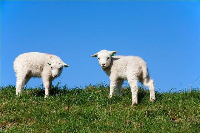 救活小羊的方法有哪些,假死猪急救法