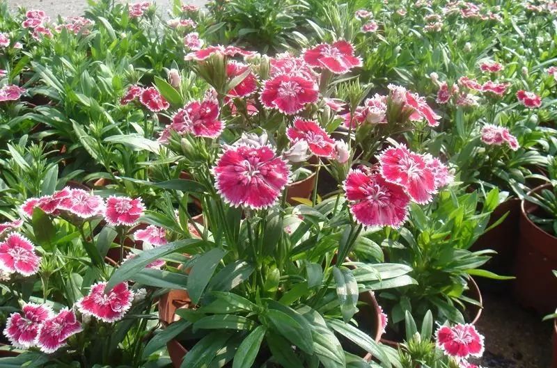 懒人花园植物,懒人花草100种