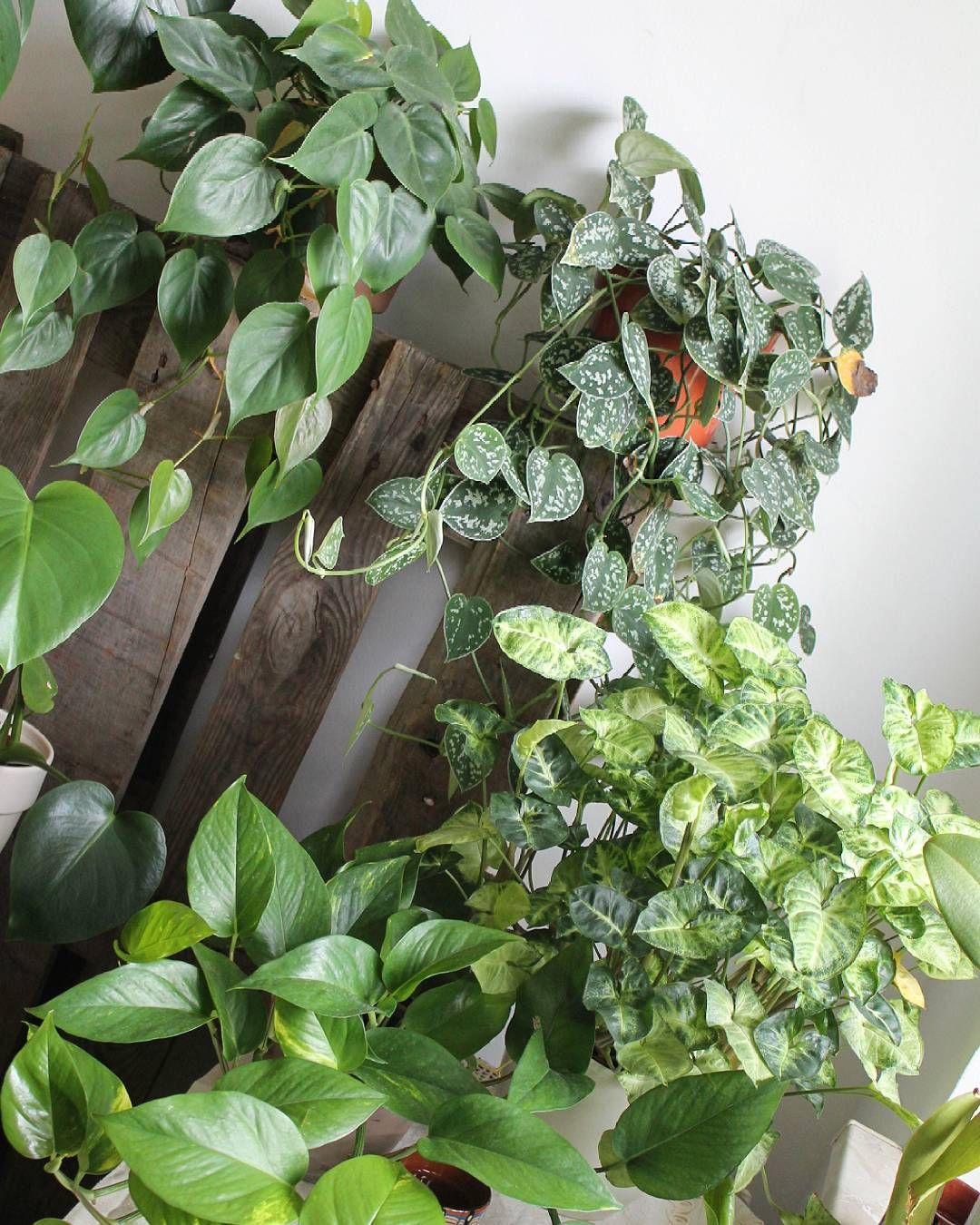 绿植去甲醛最有效的方法,绿植吸收甲醛后甲醛去哪里了